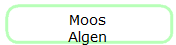 Moos
Algen